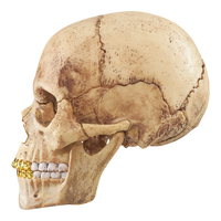 Supreme 4D Master Exploded Skull - Court Side Gear & More