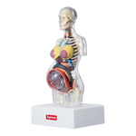 Supreme Female Anatomy Model Clear - Court Side Gear & More