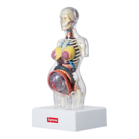 Supreme Female Anatomy Model Clear - Court Side Gear & More