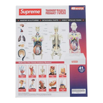 Supreme Female Anatomy Model Clear - Court Side Gear & More