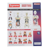 Supreme Female Anatomy Model Clear - Court Side Gear & More