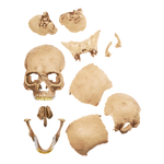 Supreme 4D Master Exploded Skull - Court Side Gear & More