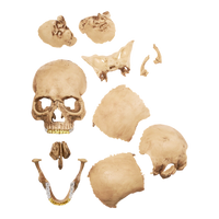 Supreme 4D Master Exploded Skull - Court Side Gear & More