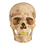 Supreme 4D Master Exploded Skull - Court Side Gear & More