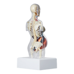 Supreme Female Anatomy Model Clear - Court Side Gear & More