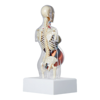 Supreme Female Anatomy Model Clear - Court Side Gear & More