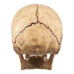 Supreme 4D Master Exploded Skull - Court Side Gear & More