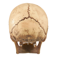 Supreme 4D Master Exploded Skull - Court Side Gear & More