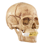 Supreme 4D Master Exploded Skull - Court Side Gear & More