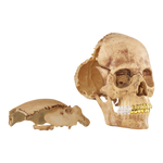 Supreme 4D Master Exploded Skull - Court Side Gear & More