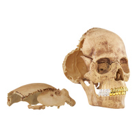 Supreme 4D Master Exploded Skull - Court Side Gear & More